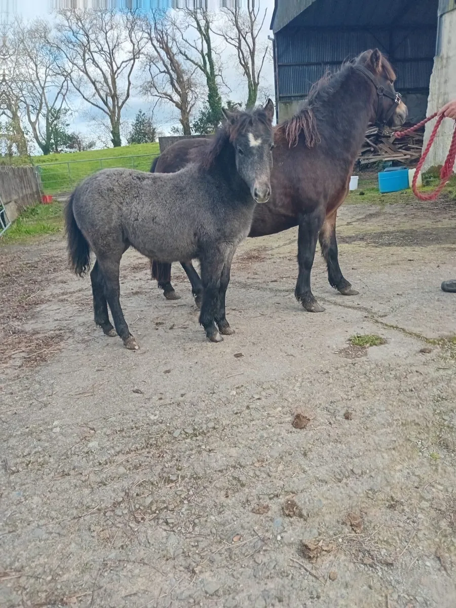 Kerry Bog Filly - Image 3