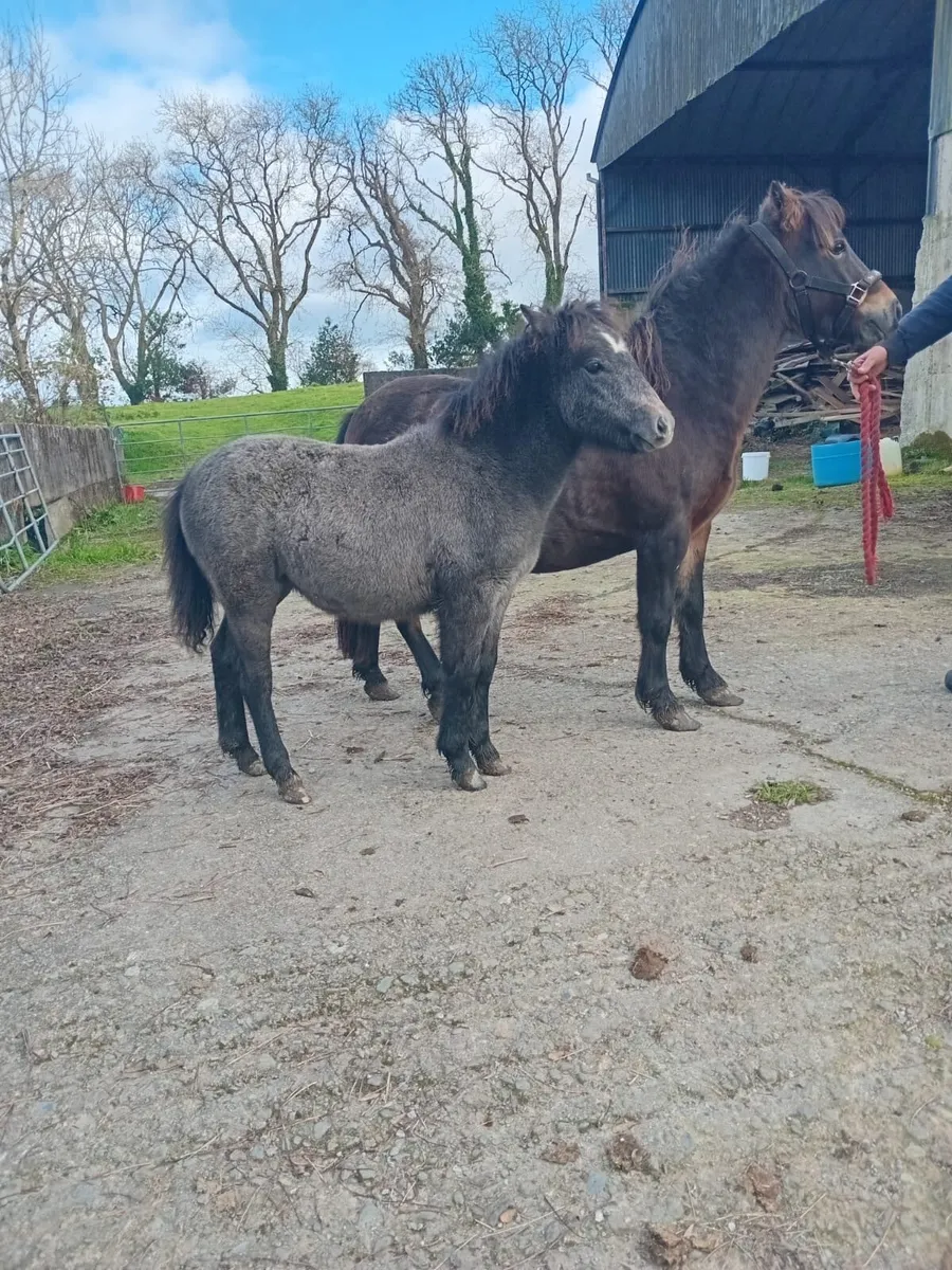 Kerry Bog Filly - Image 4
