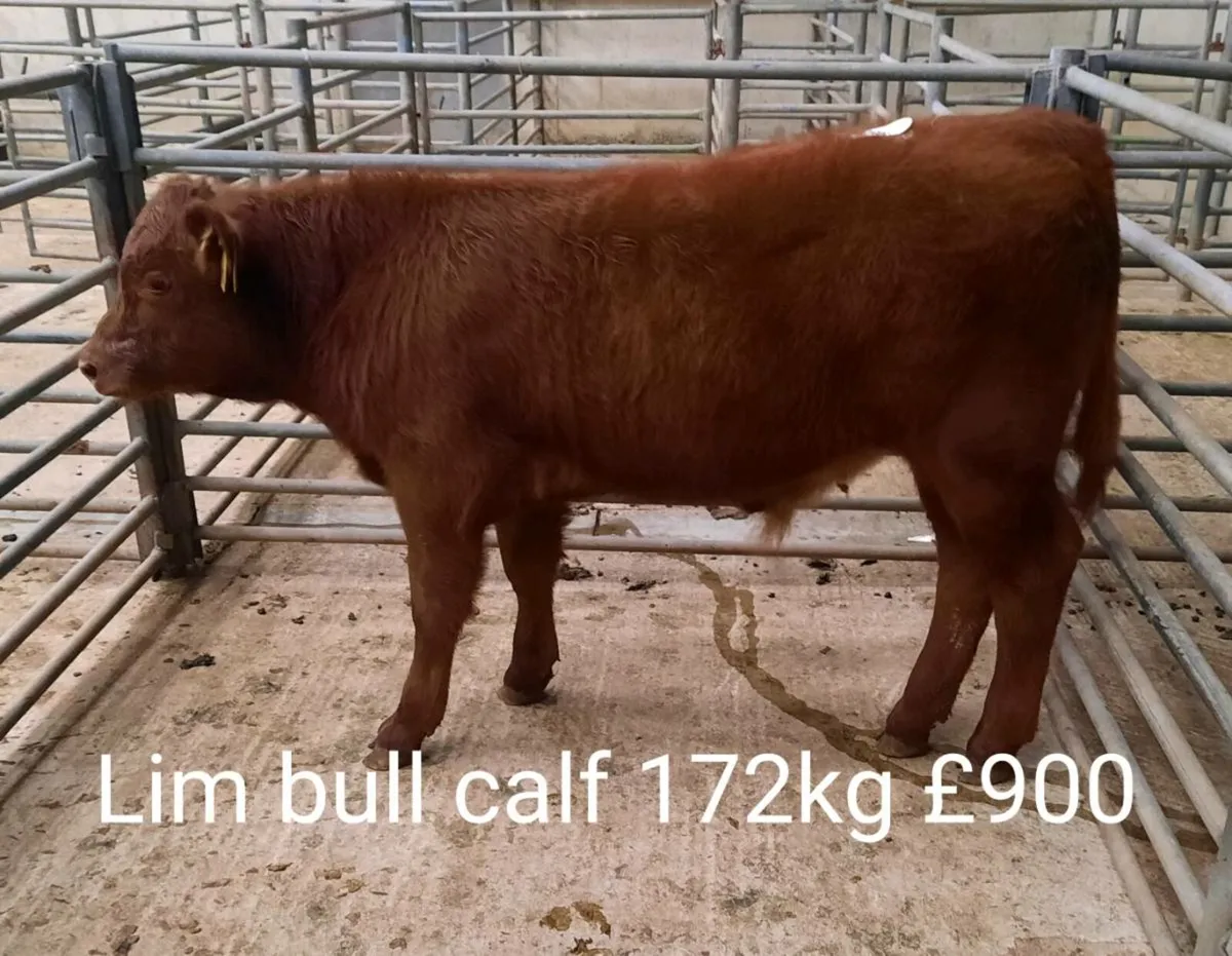 Calf Sale Photo Report - Image 3