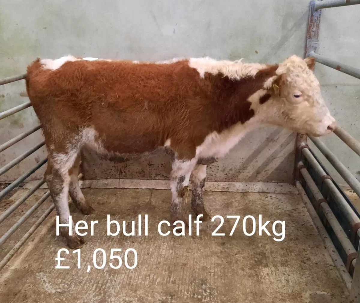 Calf Sale Photo Report - Image 4