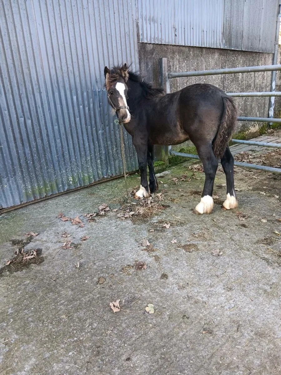 2 Colt foals €1600 each - Image 2
