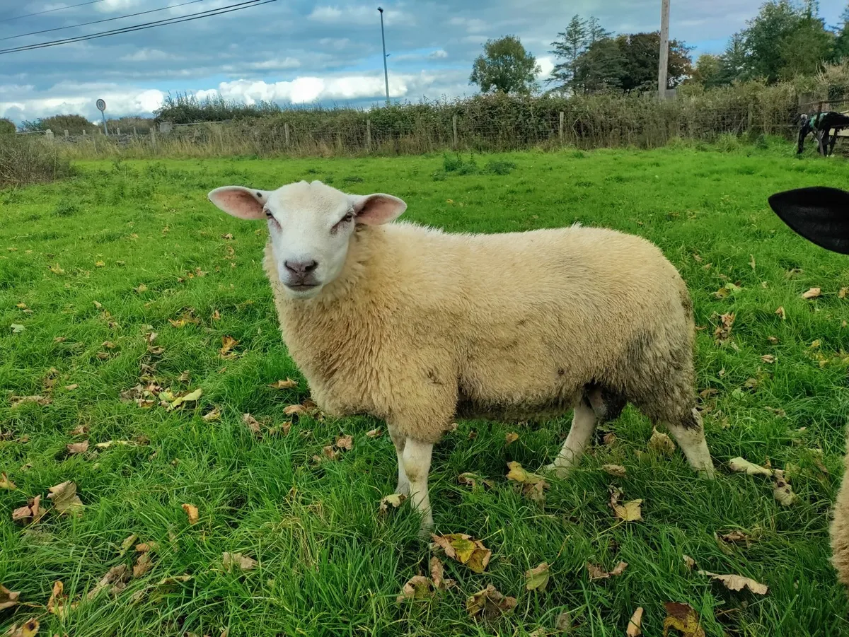 Breeding Ram Lambs - Image 2