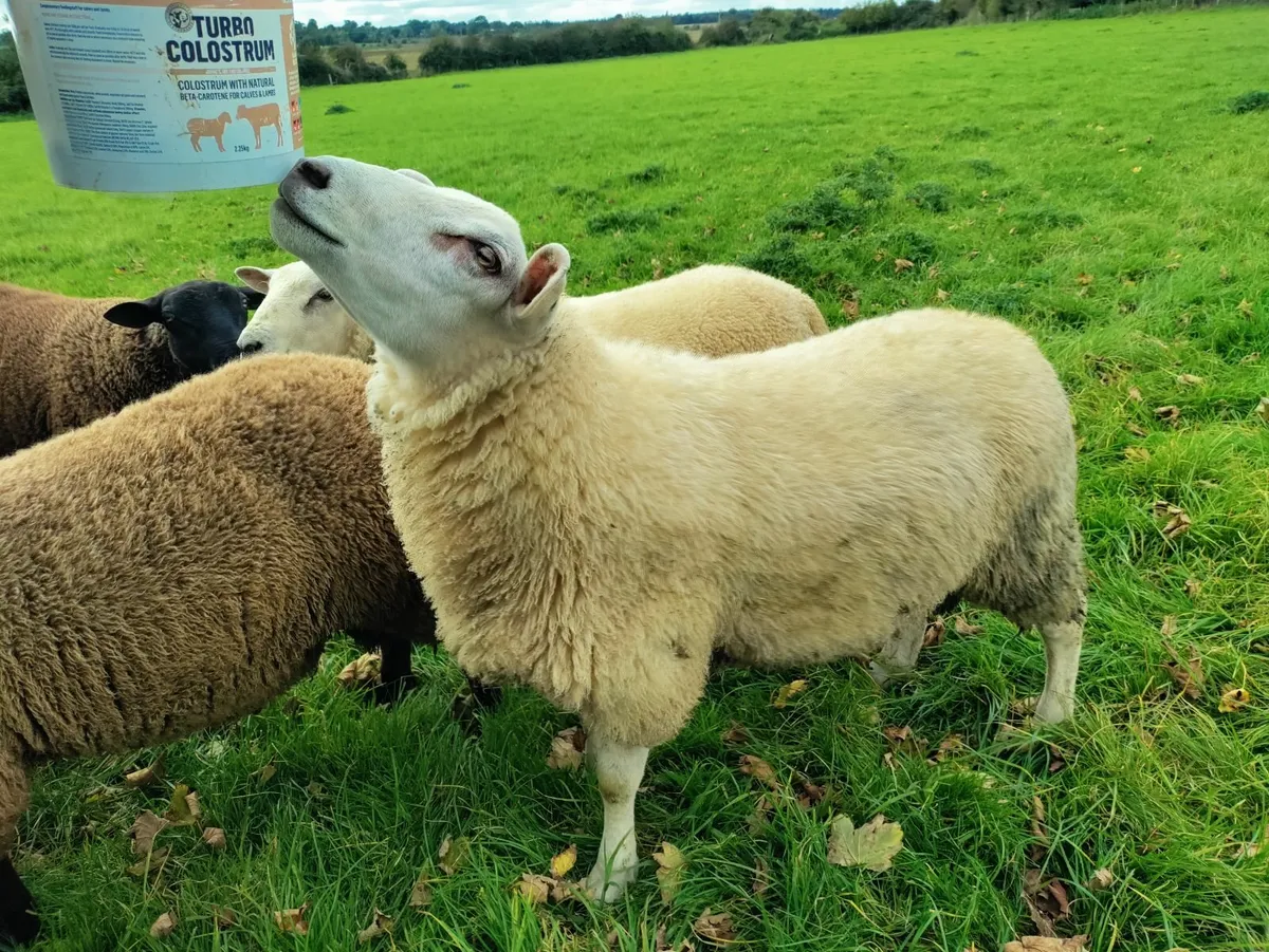 Breeding Ram Lambs - Image 3