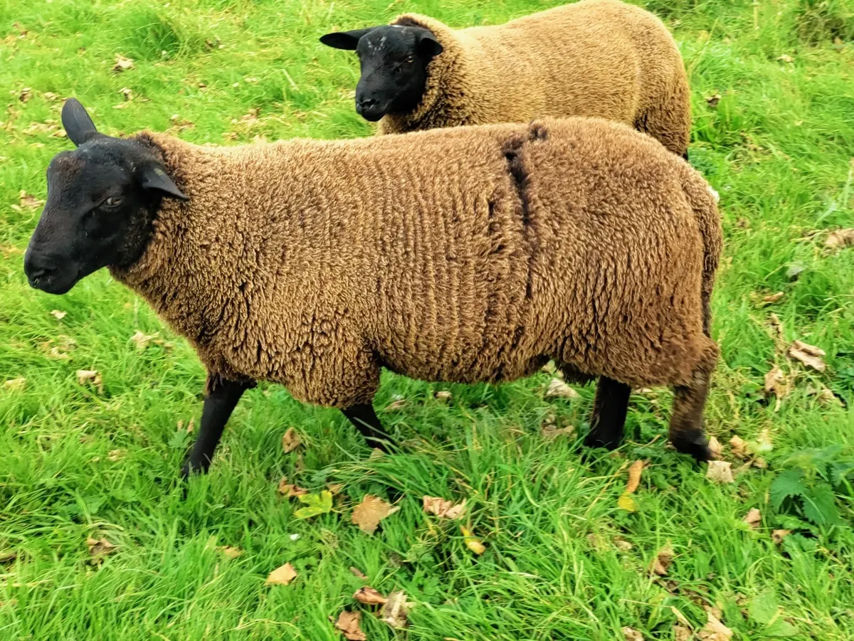 Breeding Ram Lambs - Image 4