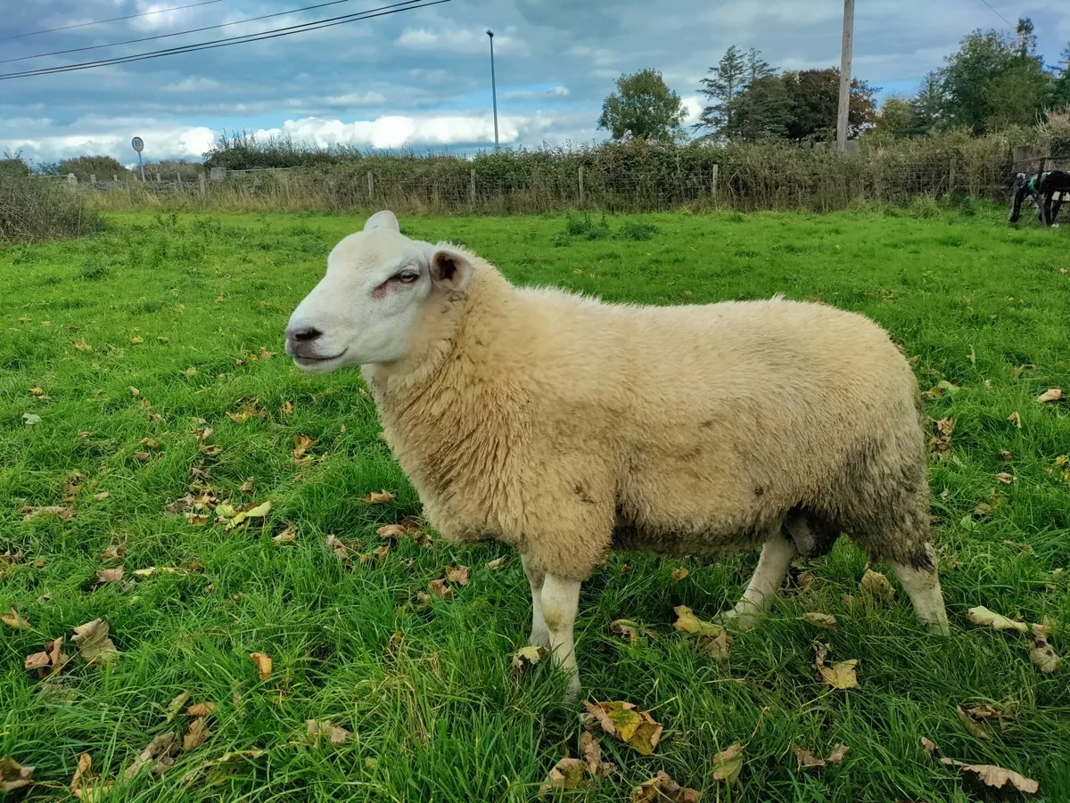 Breeding Ram Lambs - Image 1