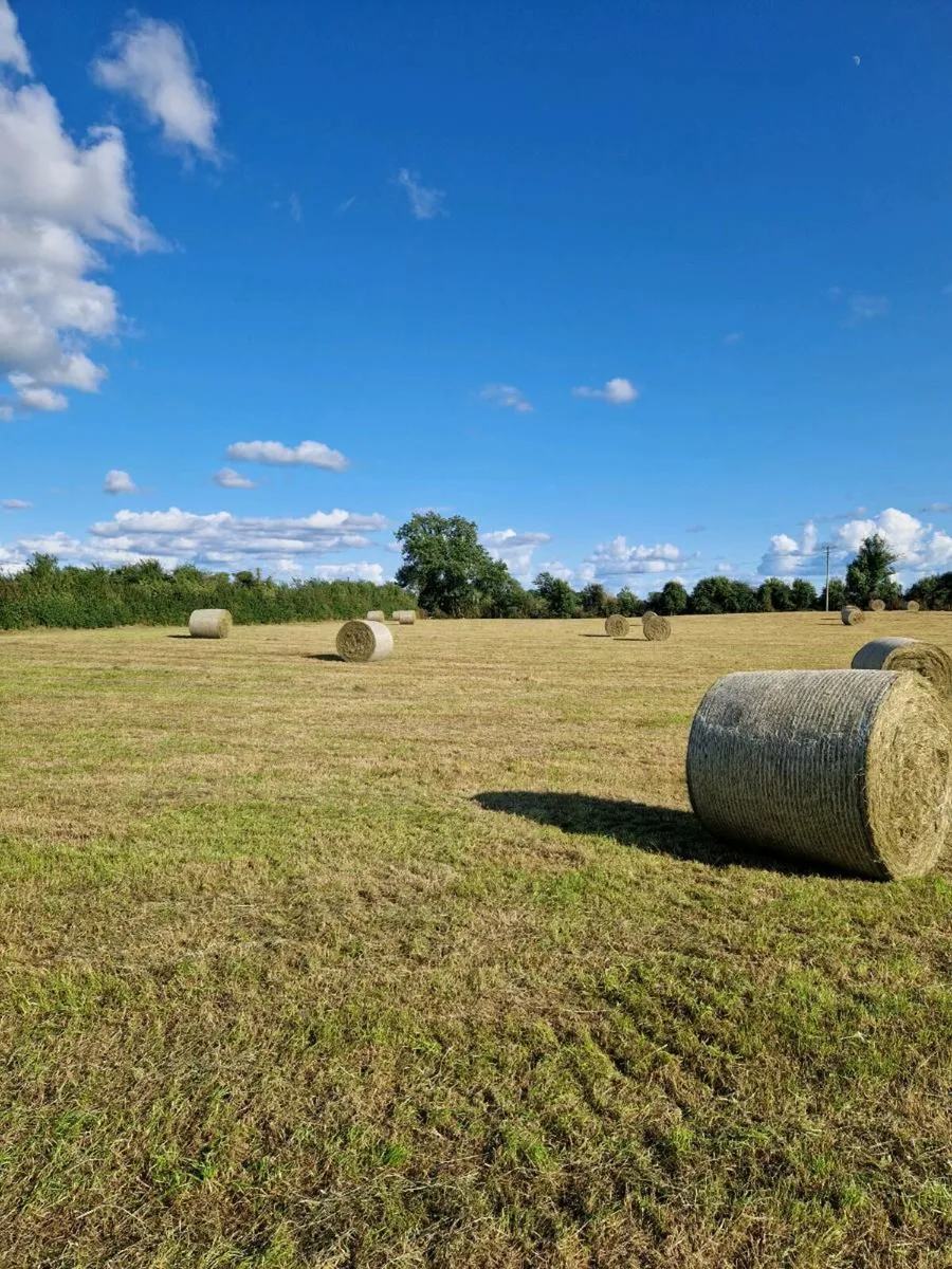 Hay for sale - Image 4