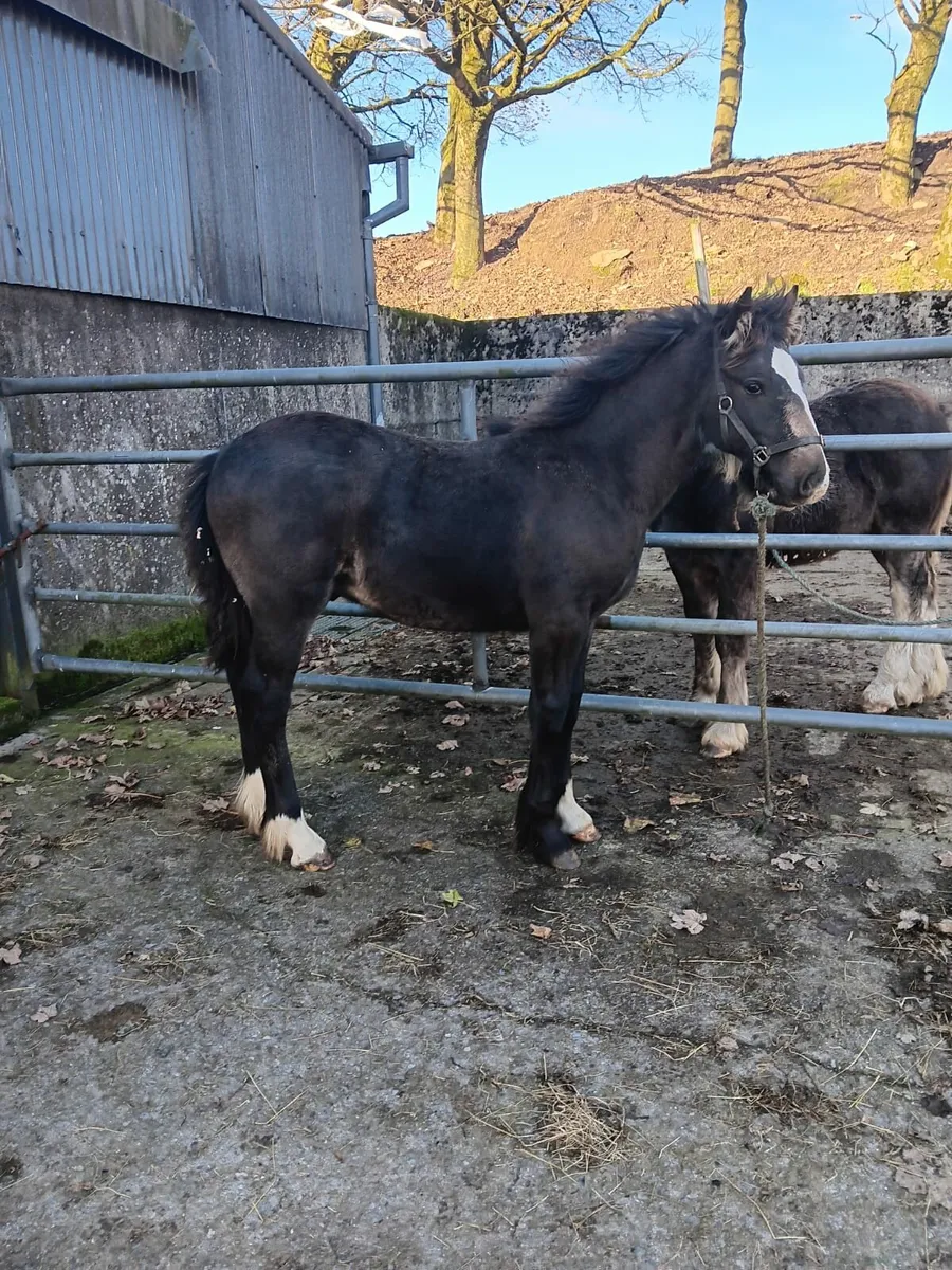 2 Colt foals €1600 each - Image 1