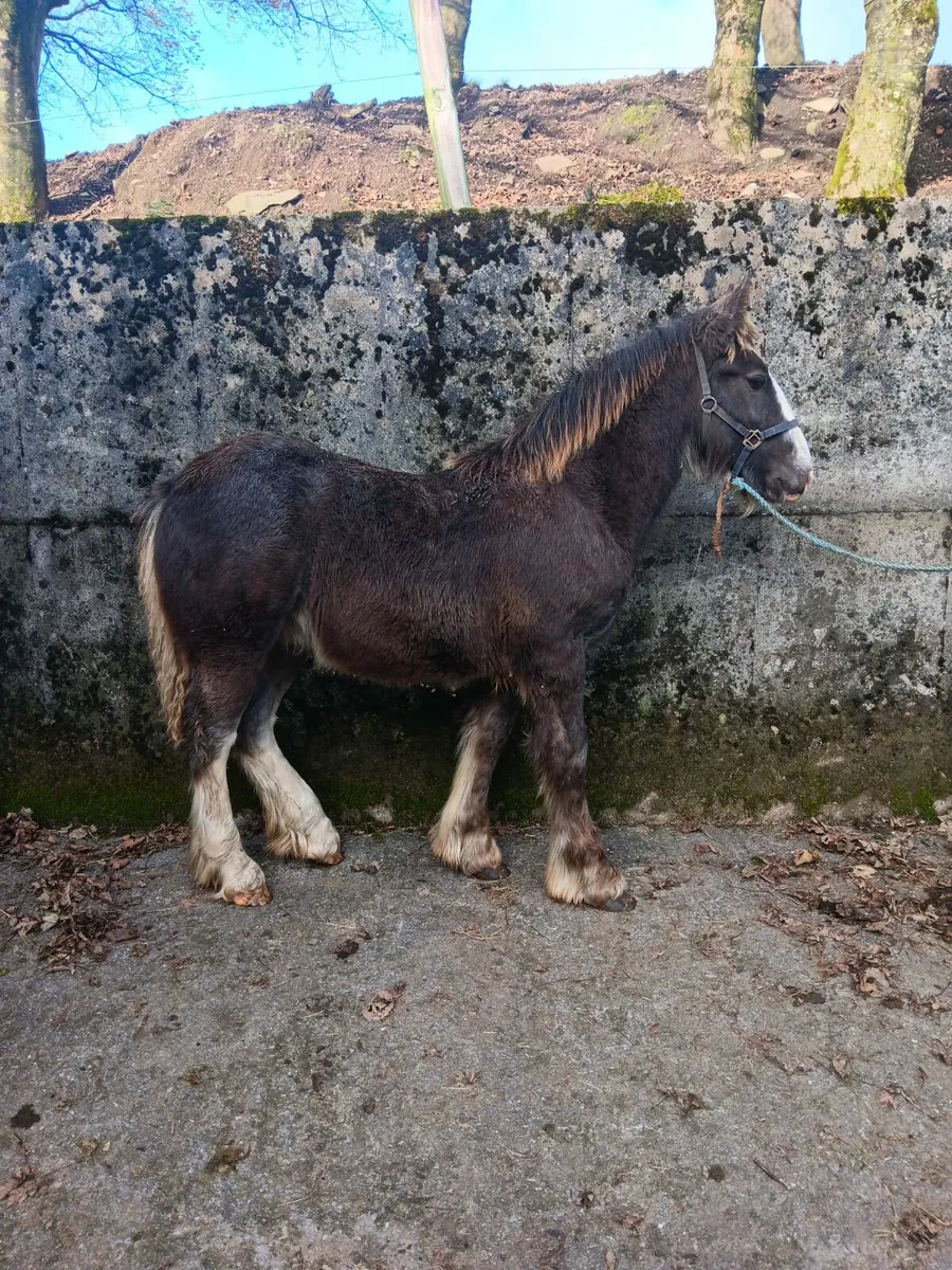 2 Colt foals €1600 each - Image 3