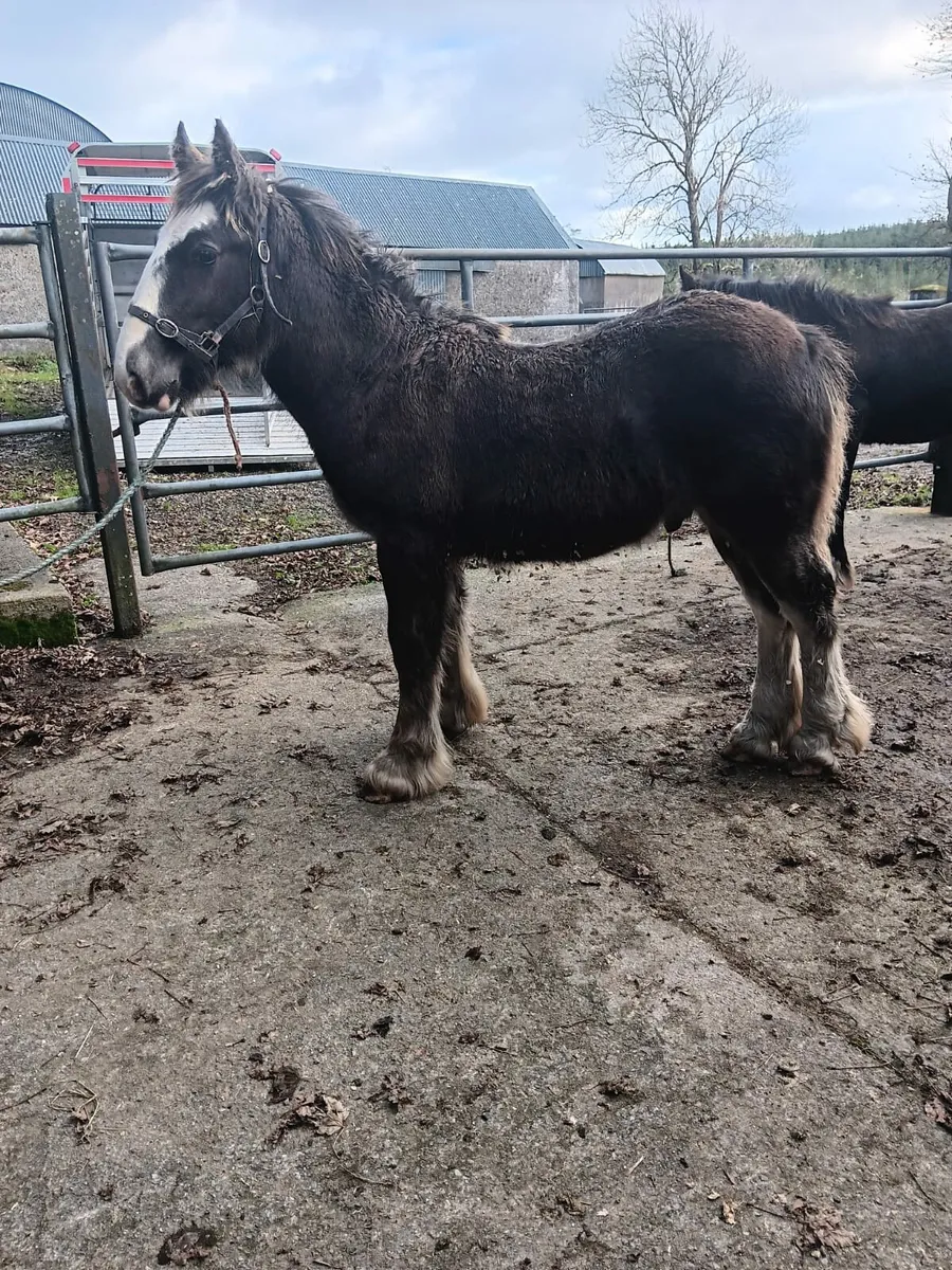 2 Colt foals €1600 each - Image 4