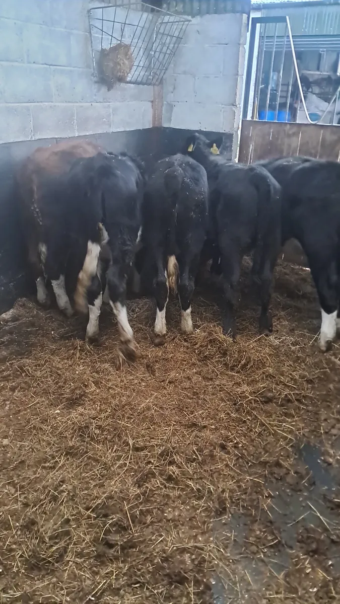 Weanling heifers - Image 1