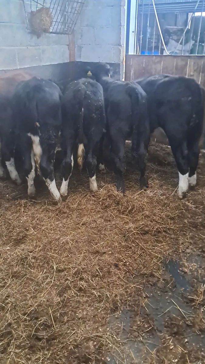 Weanling heifers - Image 2