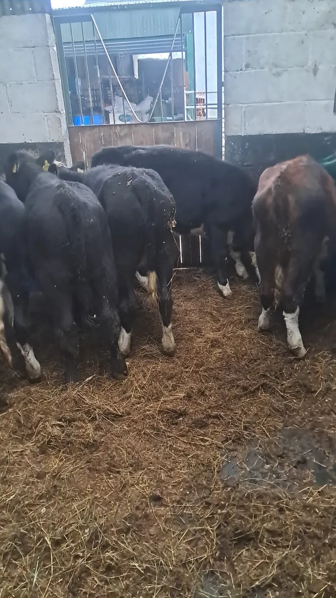 Weanling heifers - Image 4