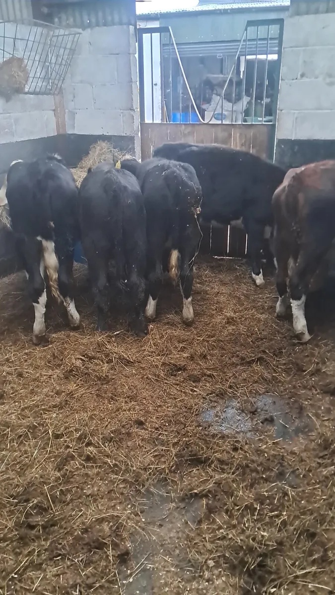 Weanling heifers - Image 3