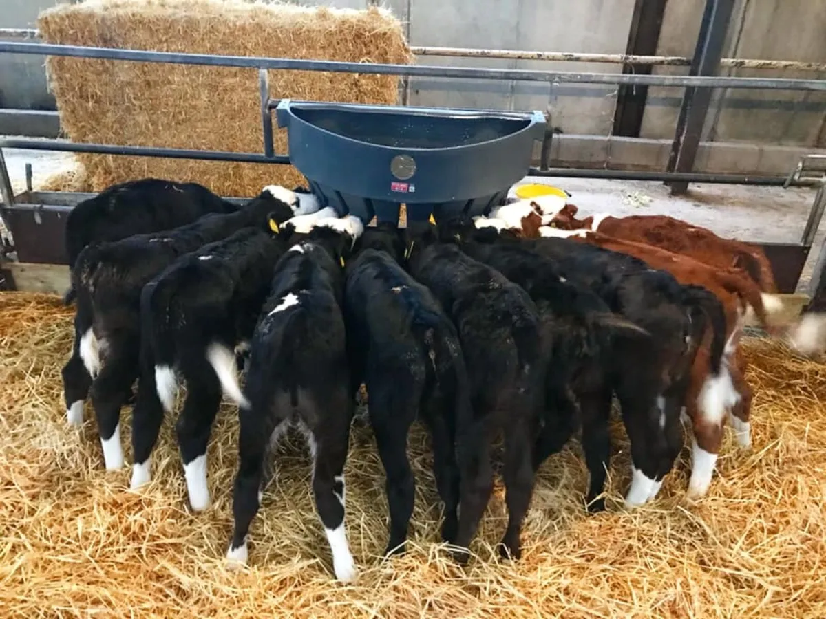 *Calves Required For Feedlot* - Image 1