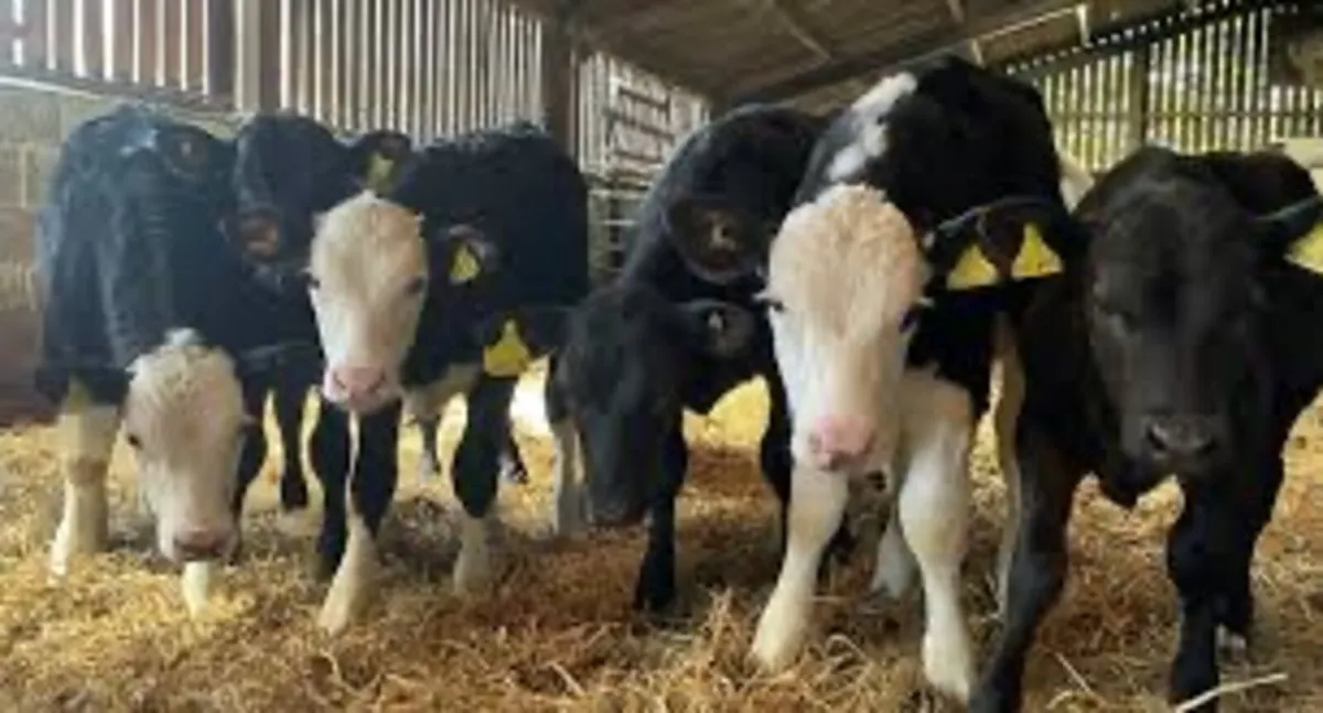 *Calves Required For Feedlot* - Image 2