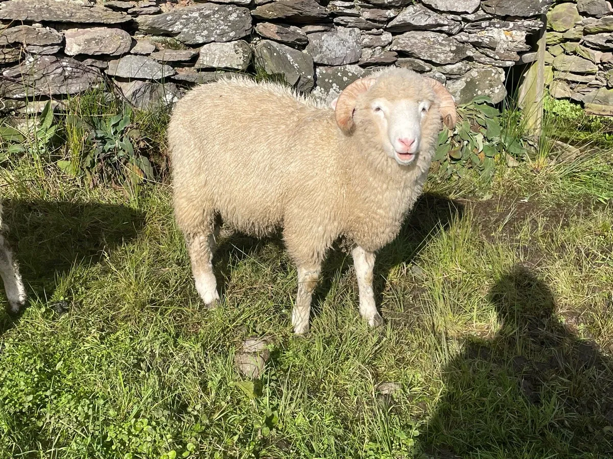 Scotch SIS Hoggot Ram / Dorset Horn Ram - Image 4