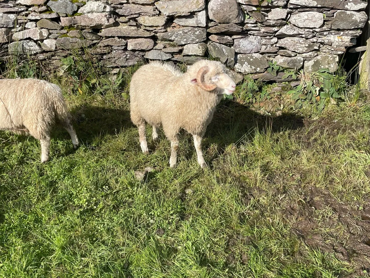 Dorset Horn Ram Lambs - Image 3