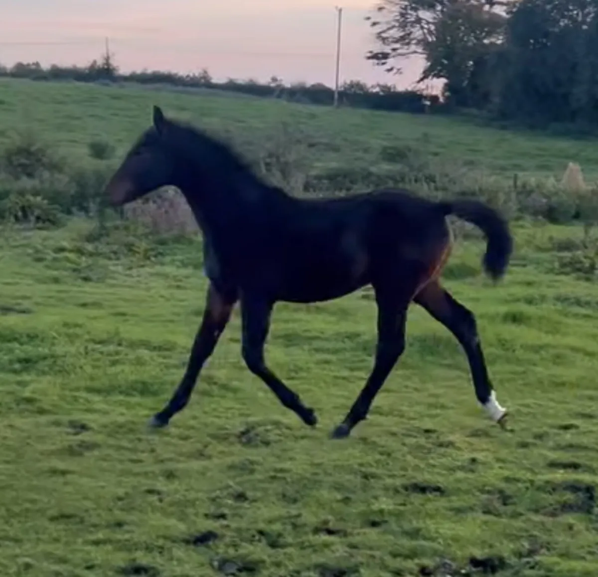 Colt foal by Stepped in Luck - Image 1