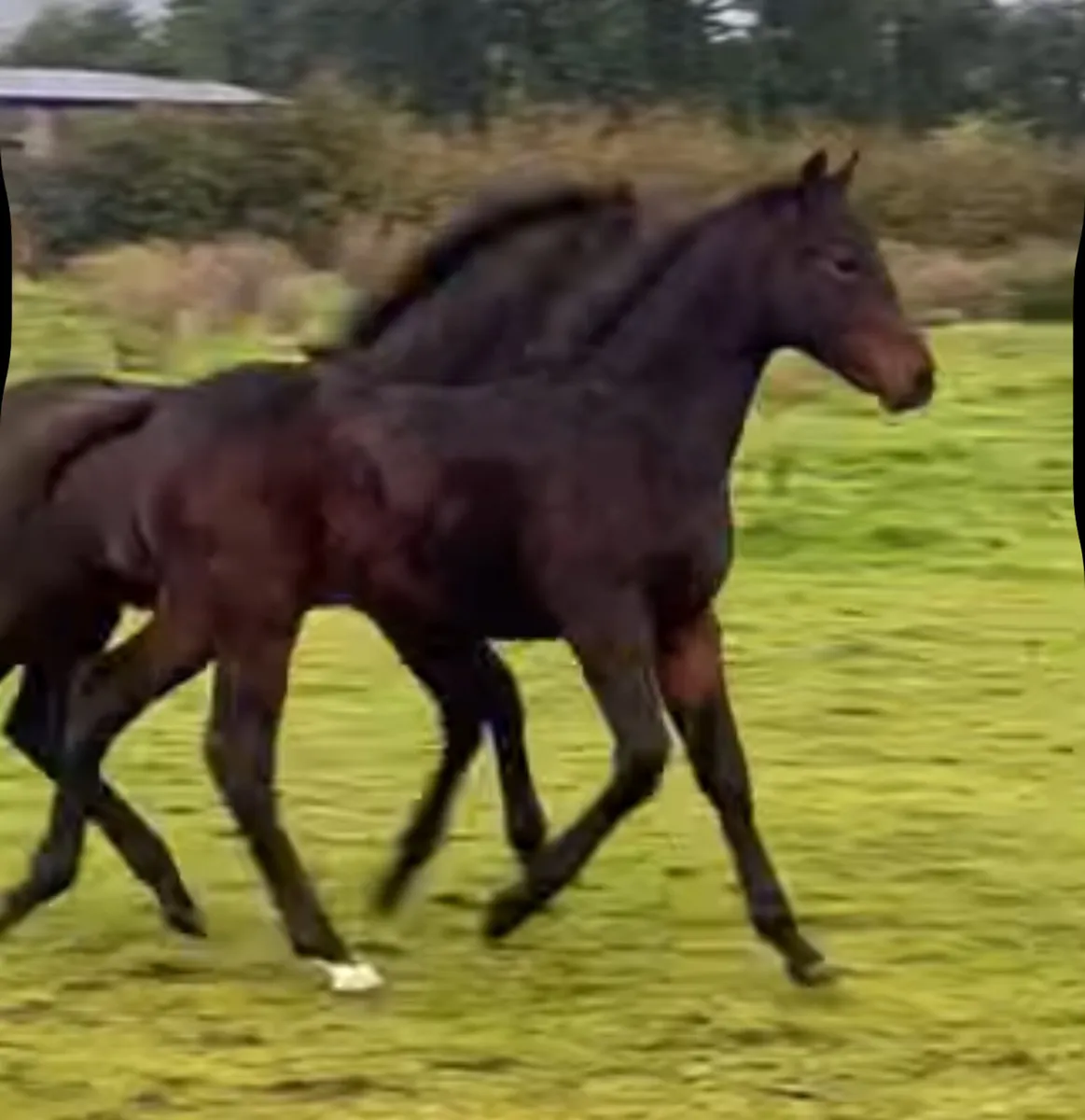 Colt foal by Stepped in Luck - Image 2