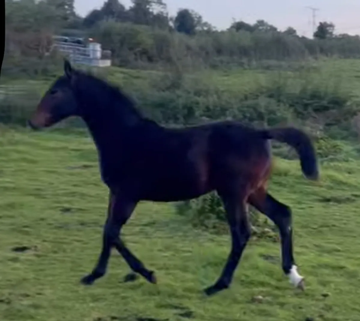 Colt foal by Stepped in Luck - Image 3