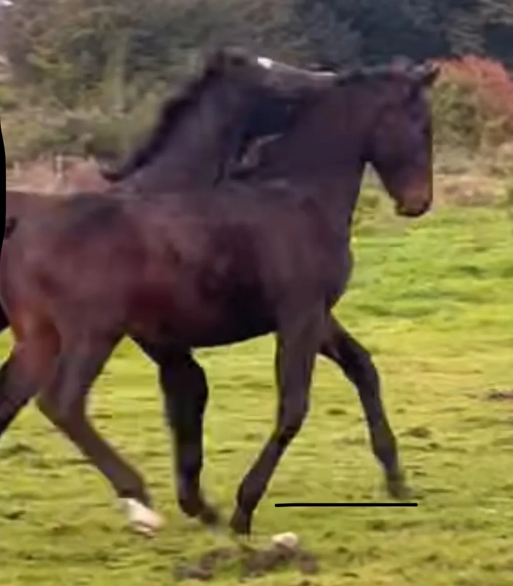 Colt foal by Stepped in Luck - Image 4