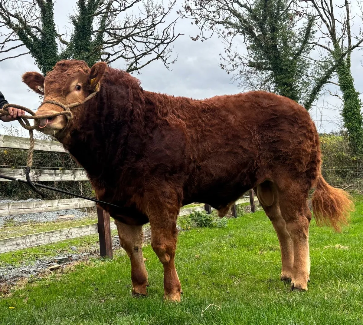 Limousin Bull Lot 35 - Image 1