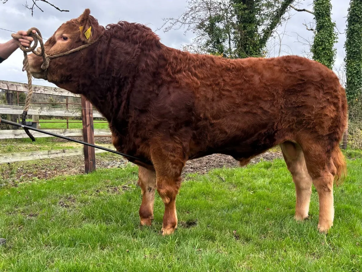 Limousin Bull Lot 35 - Image 2
