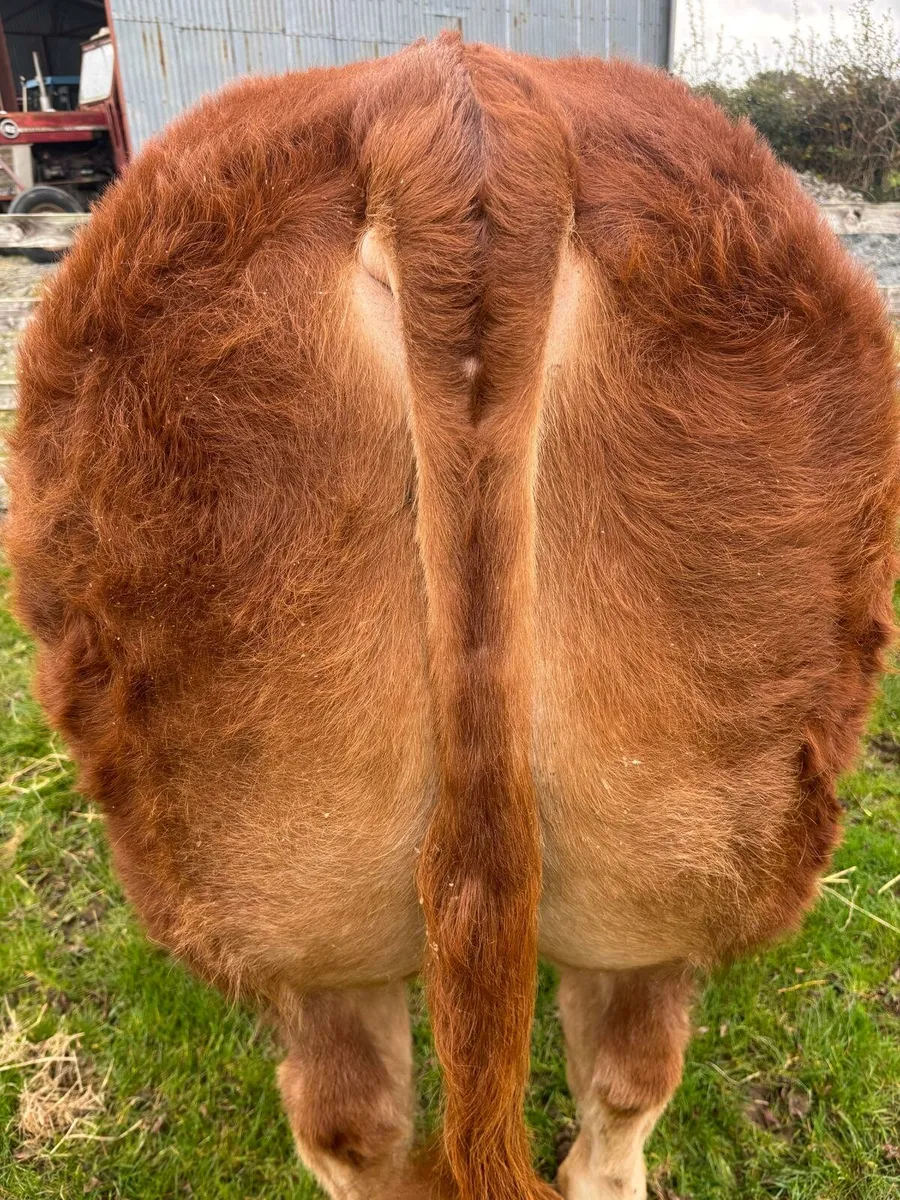 Limousin Bull Lot 35 - Image 3
