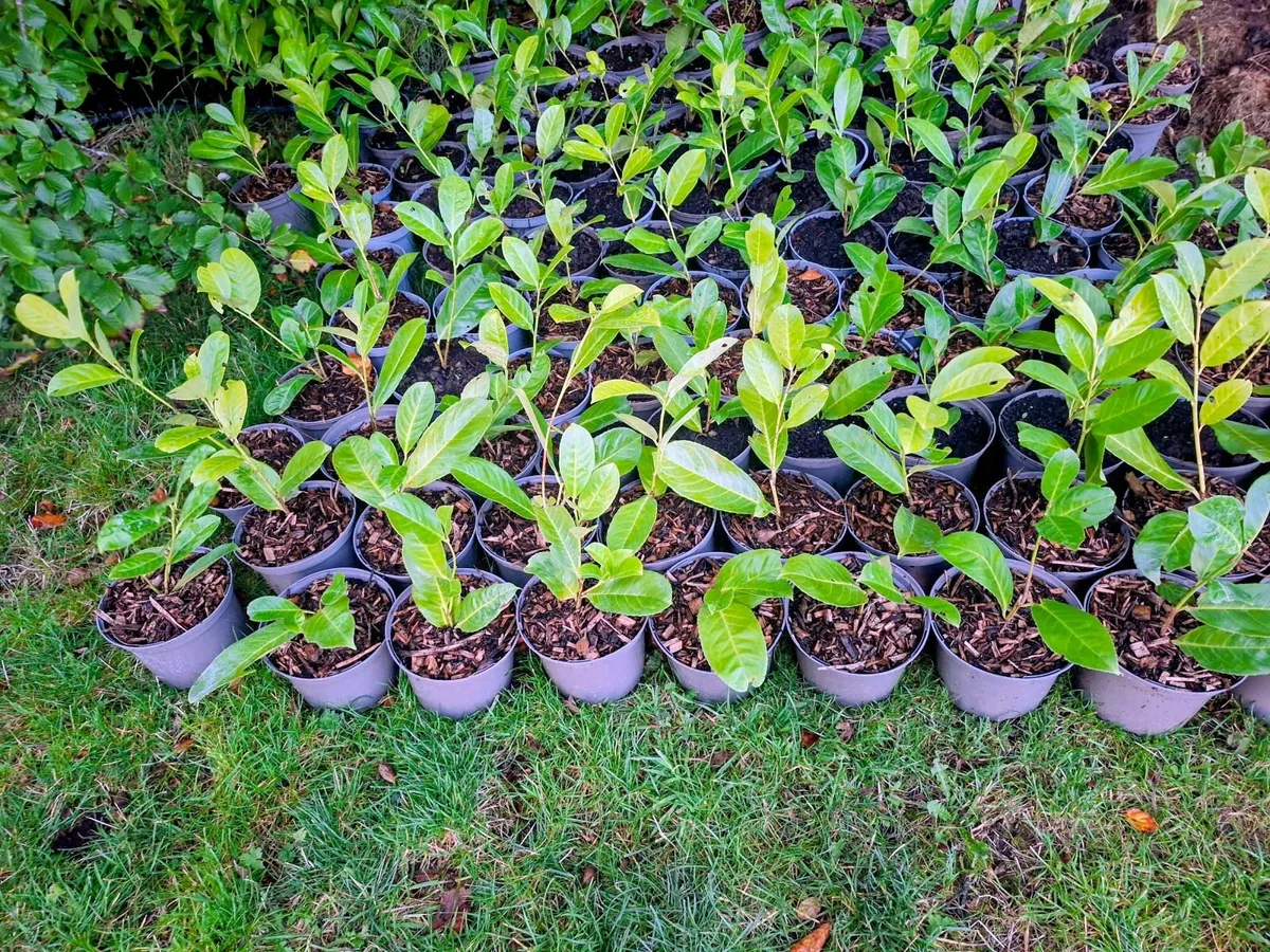 Laurel - Image 2