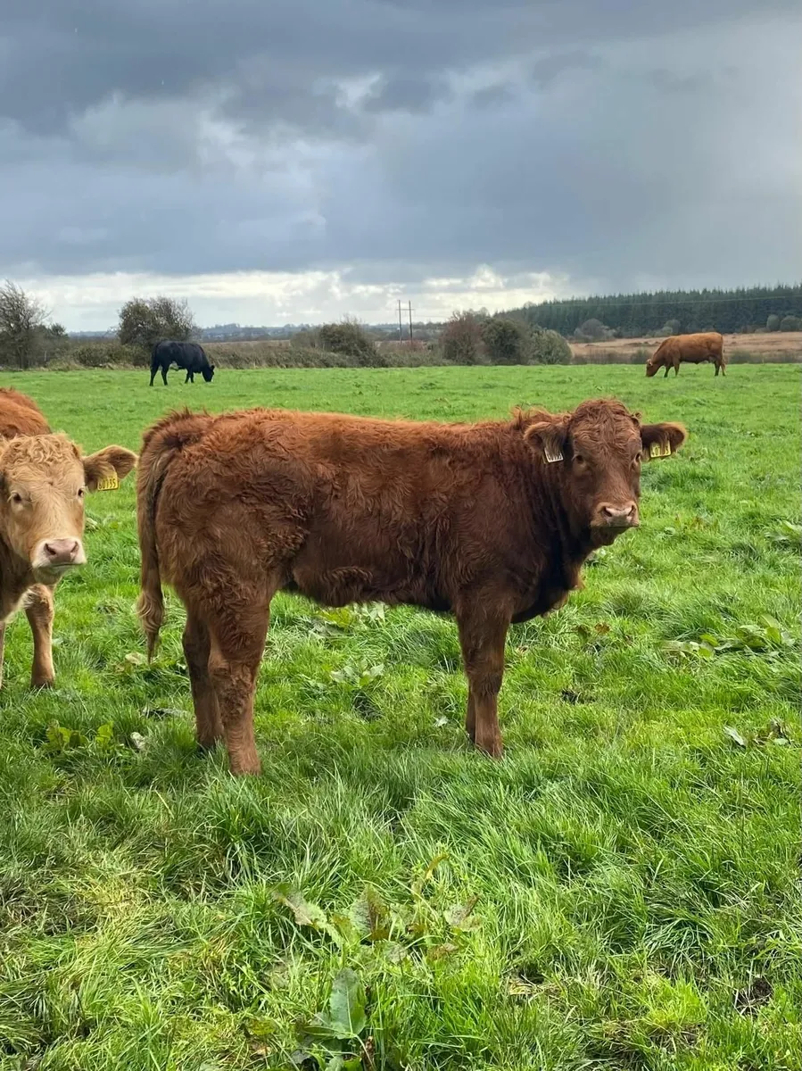 Weanlings for sale - Image 1
