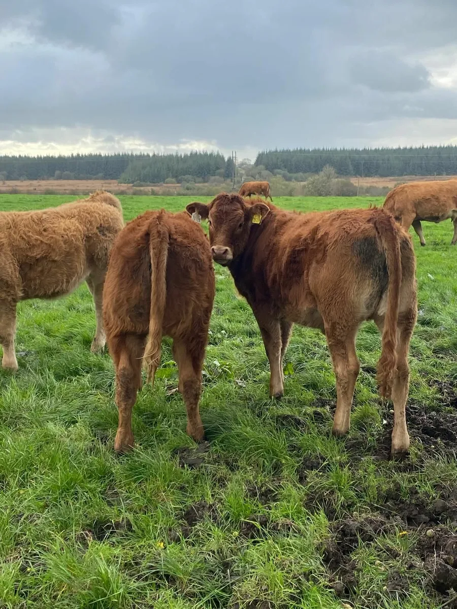 Weanlings for sale - Image 2