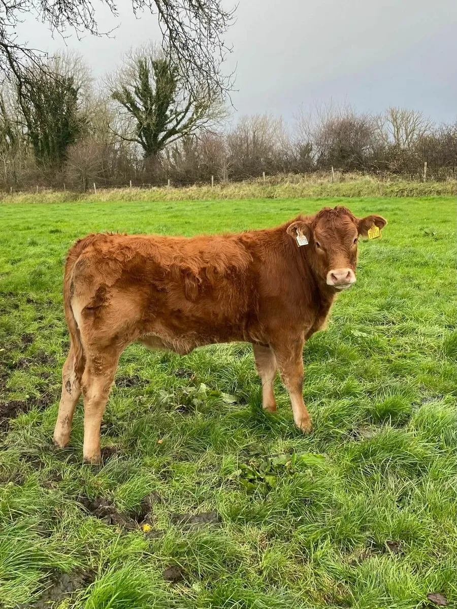 Weanlings for sale - Image 3