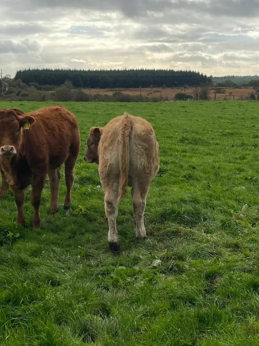 Weanlings for sale - Image 4