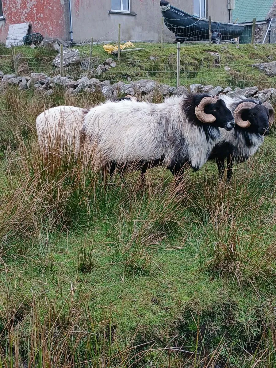 5 years old ram - Image 2