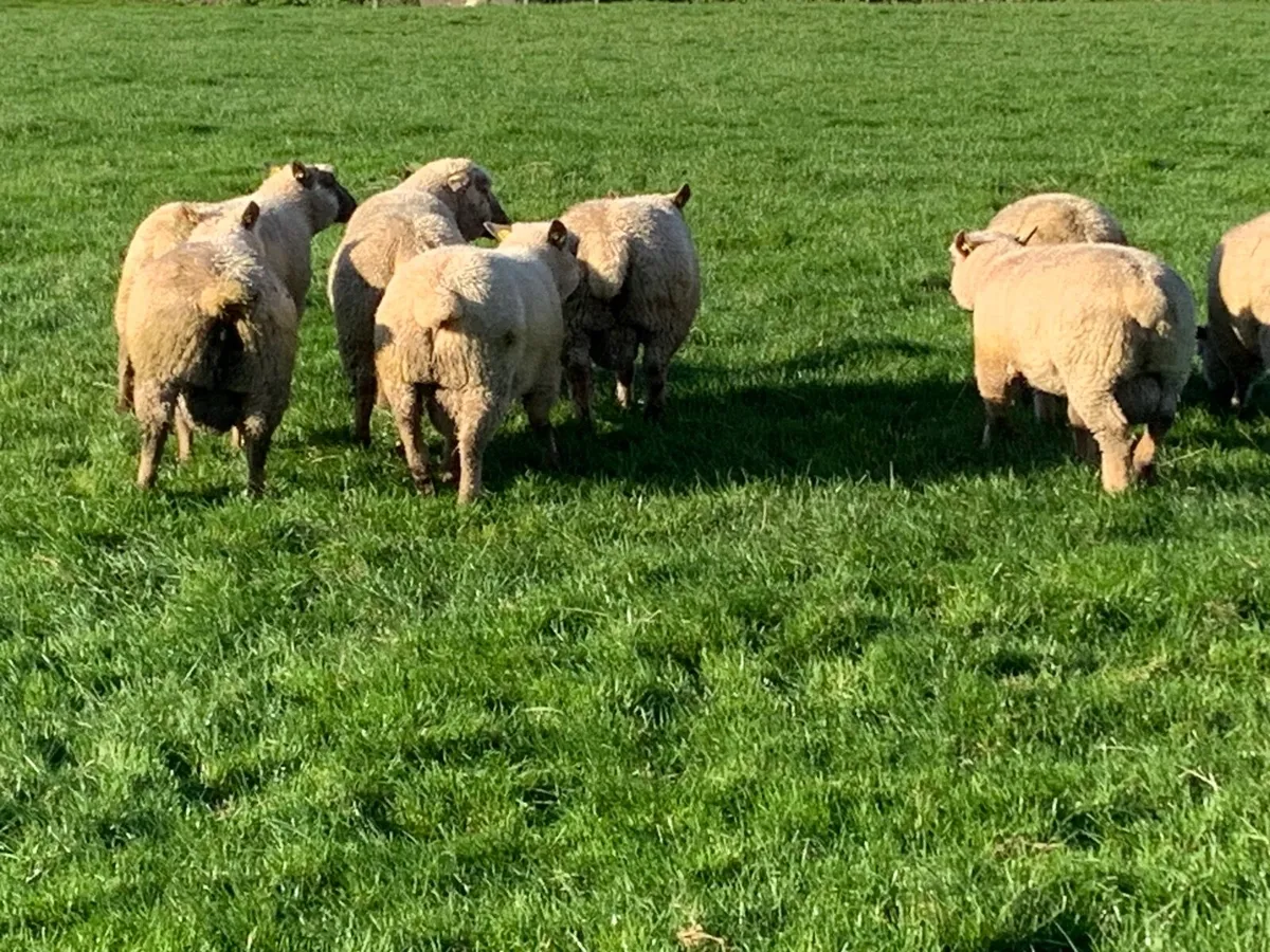 Vendeen ram lambs - Image 2