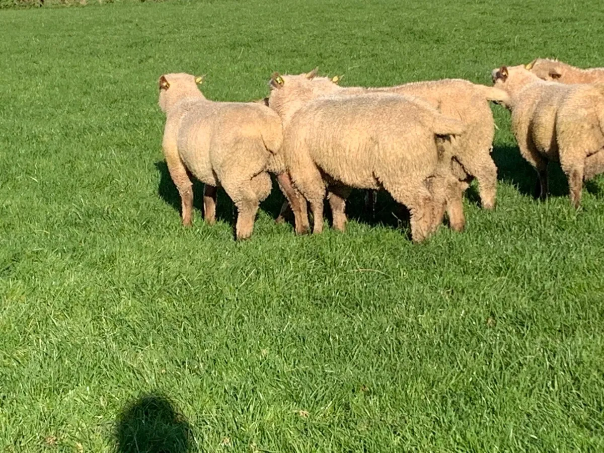 Vendeen ram lambs - Image 3