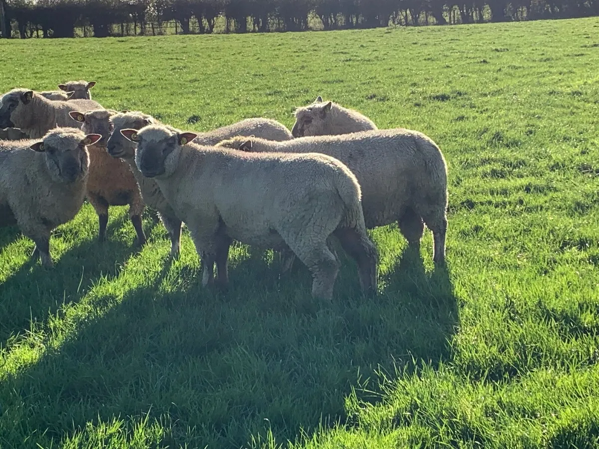 Vendeen ram lambs - Image 4