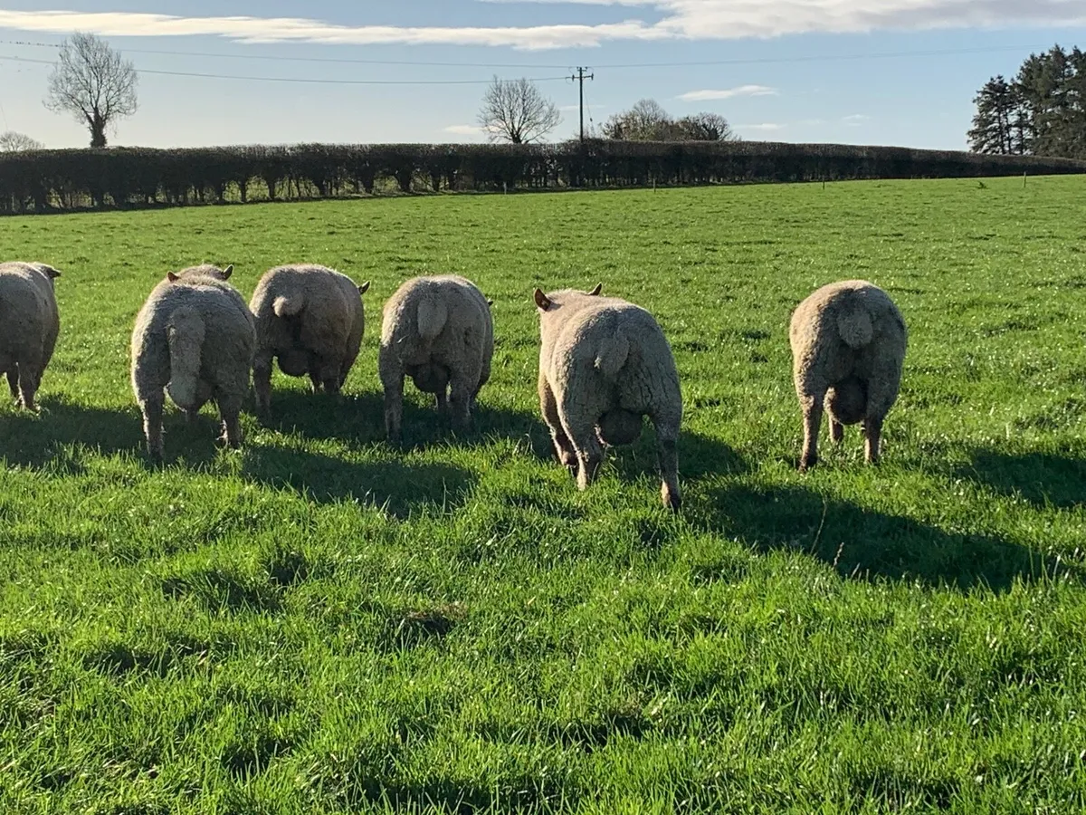Vendeen ram lambs - Image 1