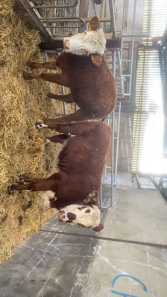 2 lovely cow makers - Image 1