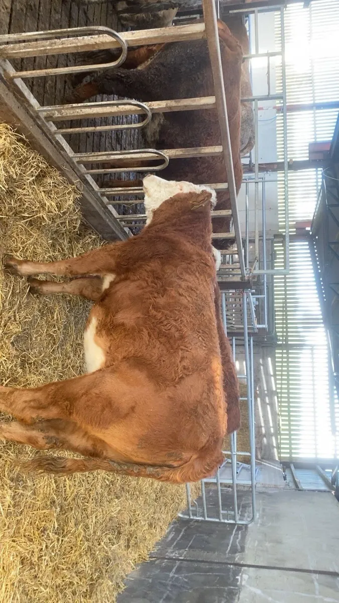 2 lovely cow makers - Image 2