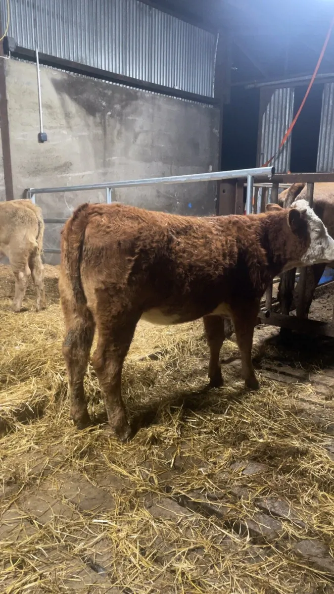 2 lovely cow makers - Image 3