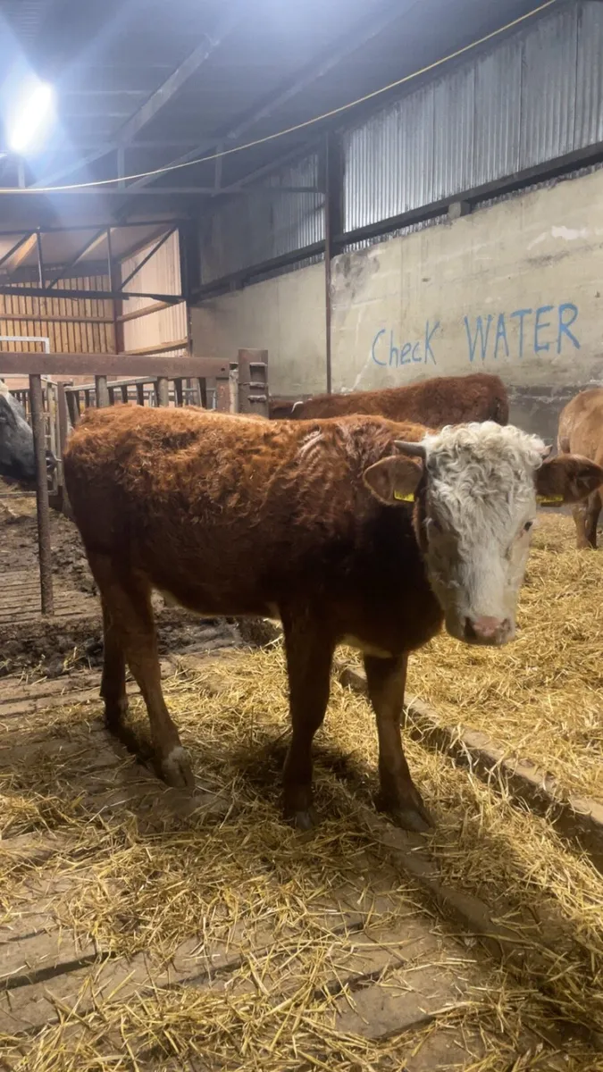 2 lovely cow makers - Image 4