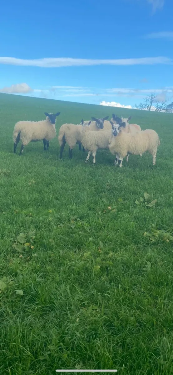 Ewe lambs - Image 1