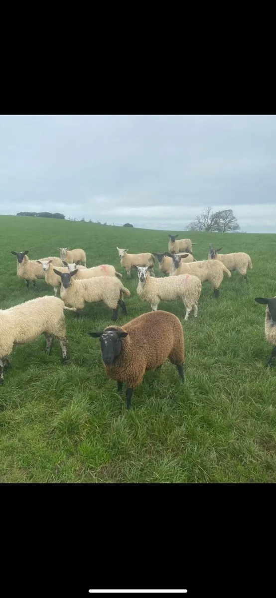 Ewe lambs - Image 2