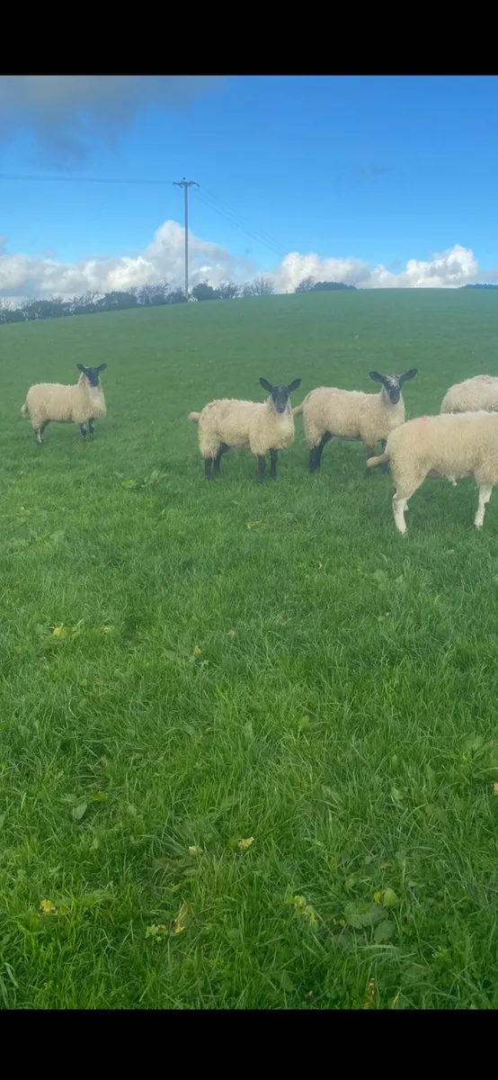 Ewe lambs - Image 3