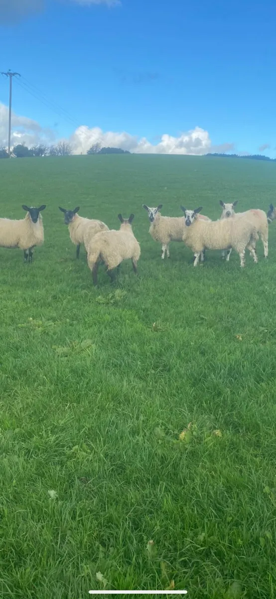 Ewe lambs - Image 4
