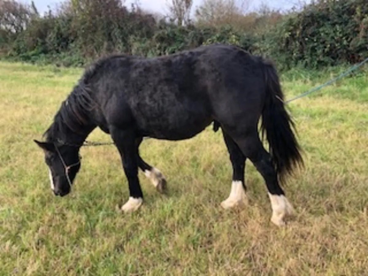 Halfbred COLT 18 mts - Image 1