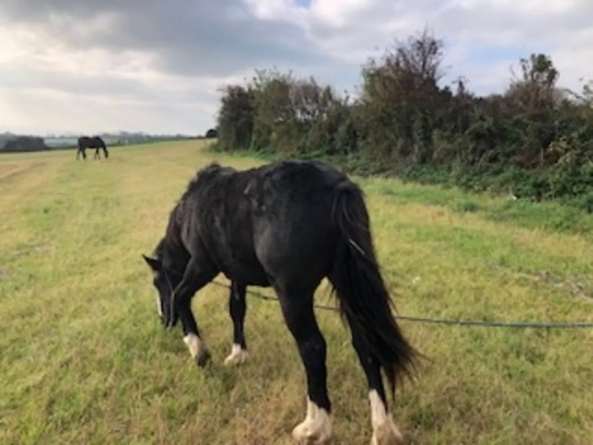 Halfbred COLT 18 mts - Image 2