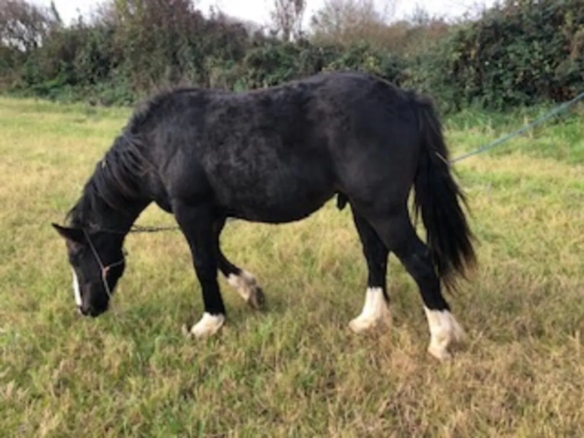 Halfbred COLT 18 mts - Image 3