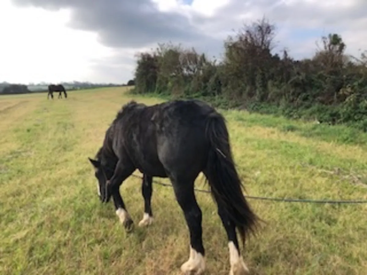 Halfbred COLT 18 mts - Image 4